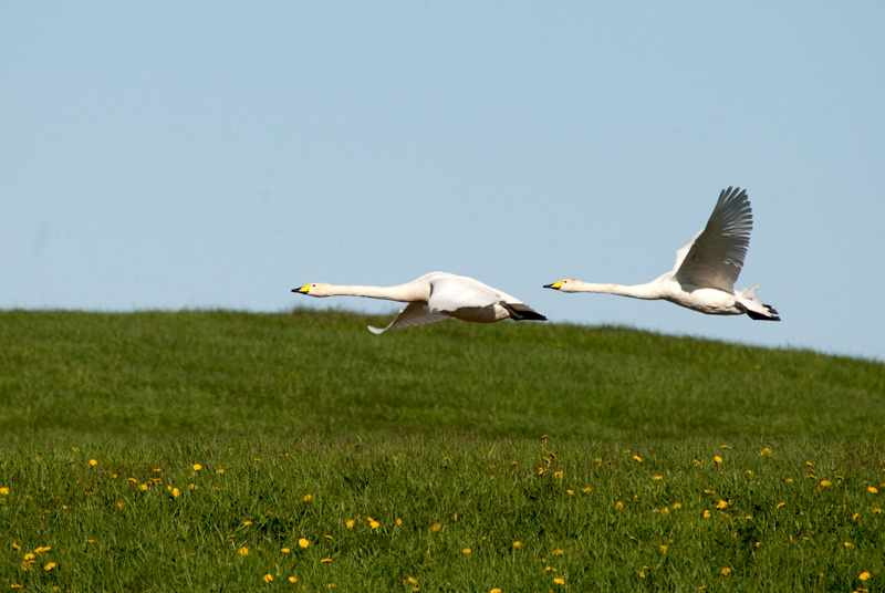 Whooper Swan (Cygnus cygnus)