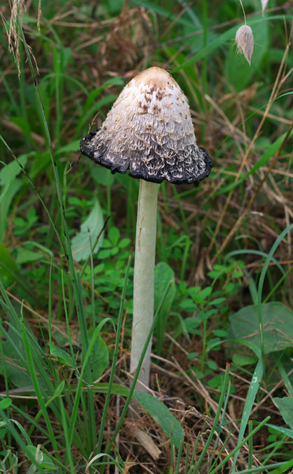 Coprinus comatus