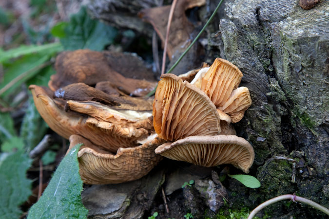 Paxillus panuoides (Fr.:Fr.) Fr. 2de2