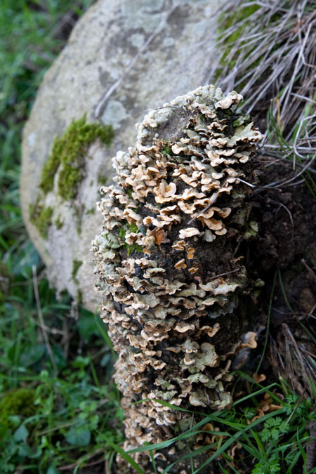 Trametes versicolor (L.:Fr.) Lloyd