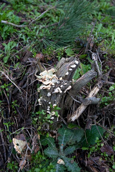 Trametes versicolor (L.:Fr.) Lloyd 1de2