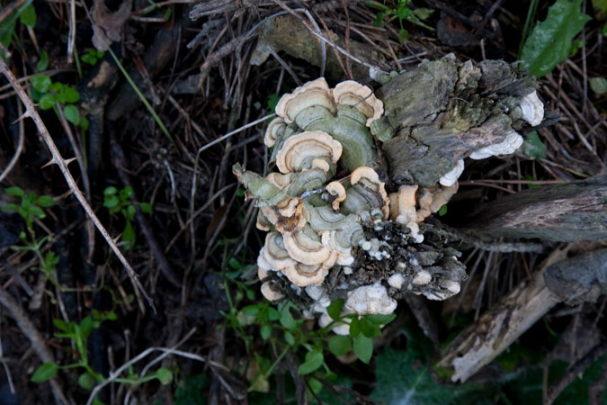 Trametes versicolor (L.:Fr.) Lloyd  2de2