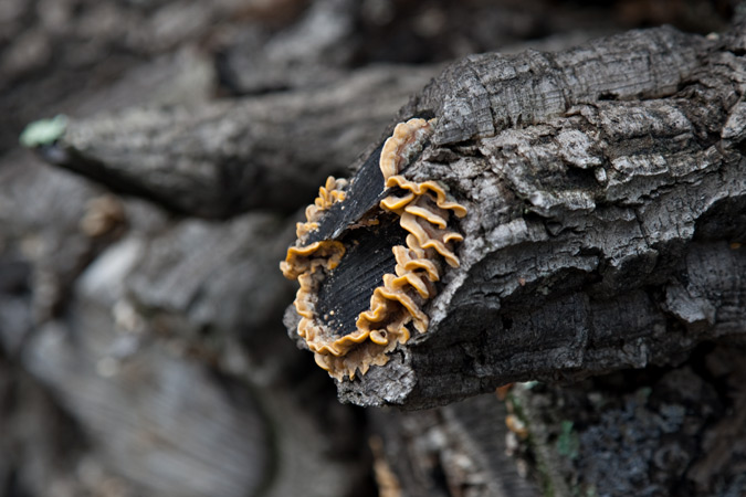 Trametes versicolor (L.:Fr.) Lloyd