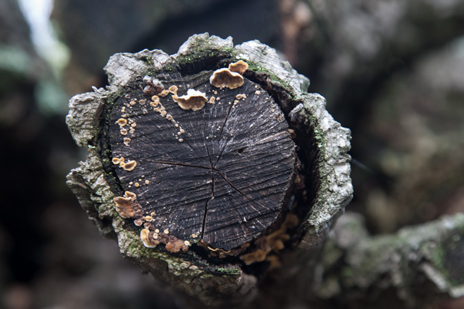 Trametes versicolor (L.:Fr.) Lloyd