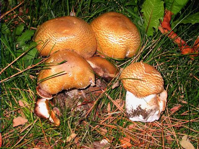 Agaricus augustus