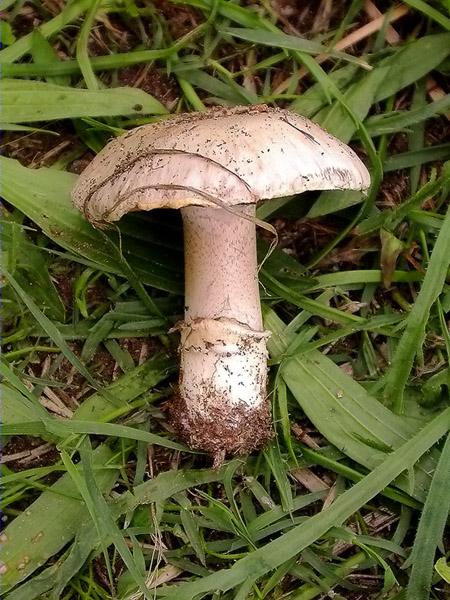 Agaricus bitorquis