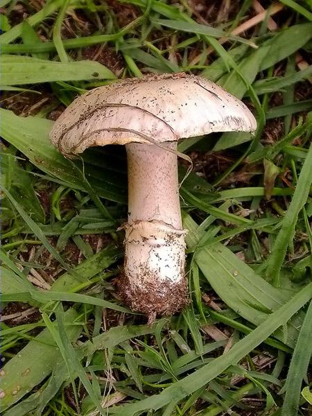 Agaricus bitorquis