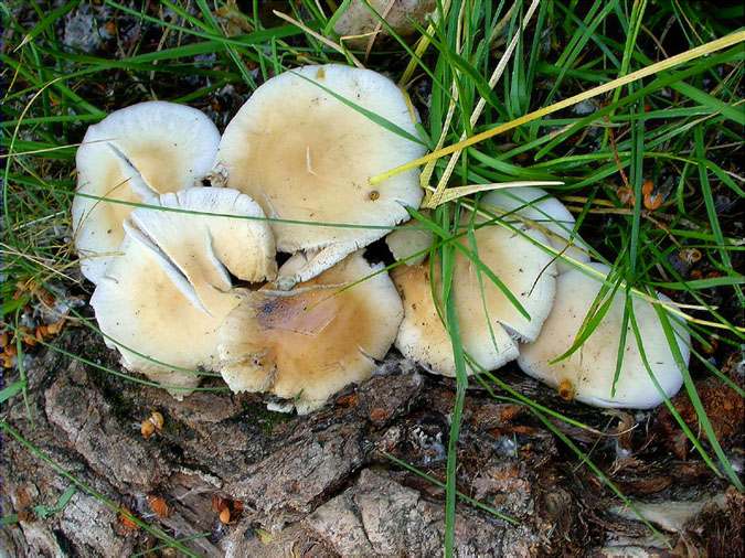 Clopisa (Agrocybe aegerita)