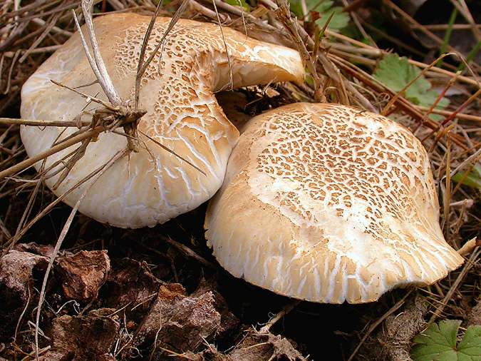 Clopisa (Agrocybe aegerita)