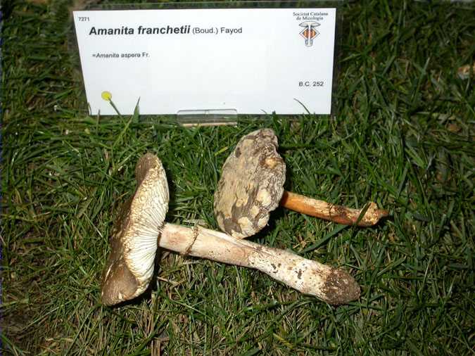 Amanita franchetii (Boud) Fayod (=A. aspera)