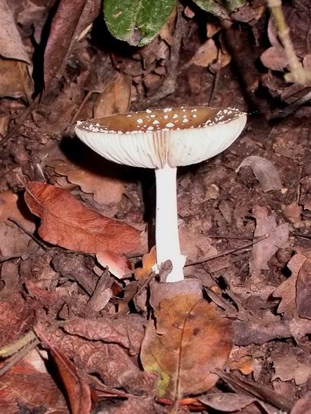 Èl pixacà (Amanita pantherina)