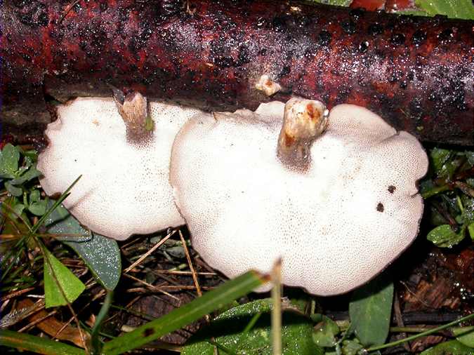 Polypore alvéolé (Polyporus arcularius)