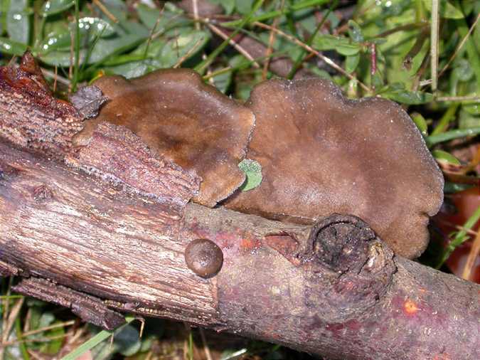 Polypore alvéolé 2 (Polyporus arcularius)