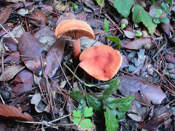 Lactarius atlanticus