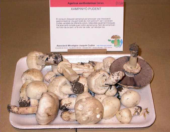 Xampinyó pudent (Agaricus xanthodermus Génev.)