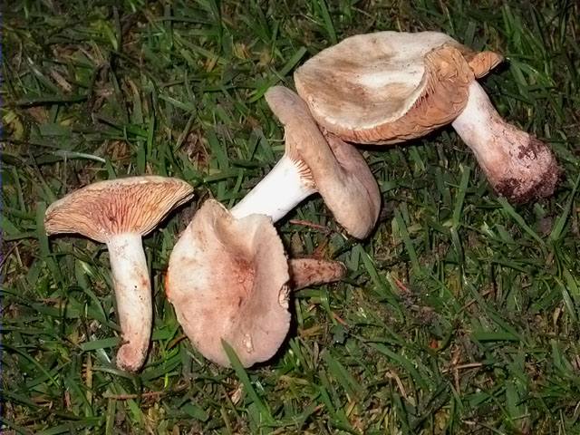 Lleterola blanca (Lactarius fuliginosus=L. azonites)