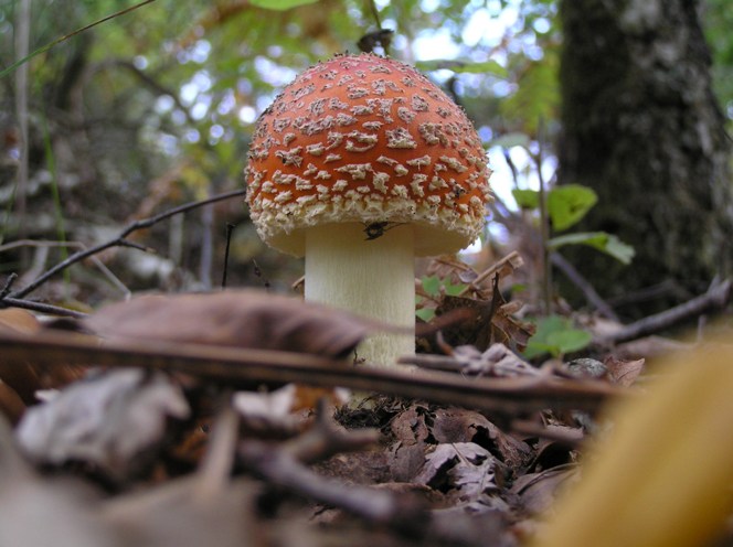 Amanita muscaria