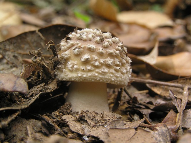 Amanita pantherina (pixacà)