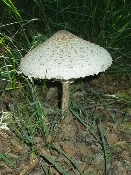 Apagallums (Macrolepiota procera)