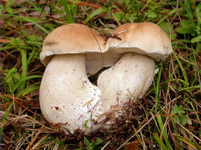 Cep (Boletus aestivalis)