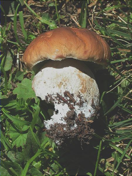 Cep (Boletus edulis)