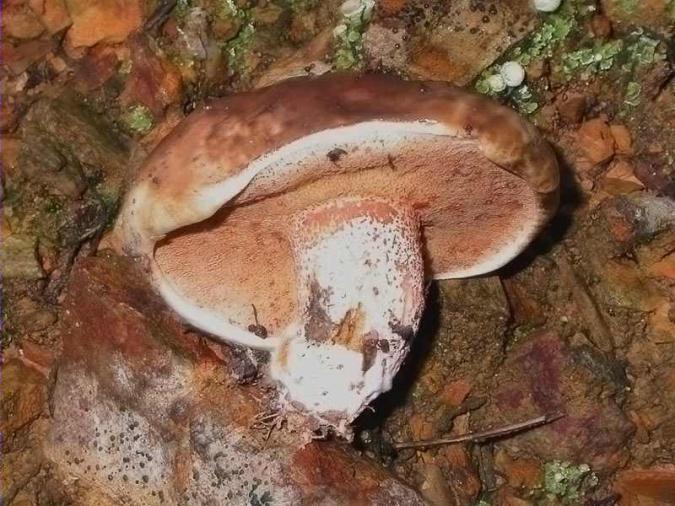 Moixí (Suillus bellinii)