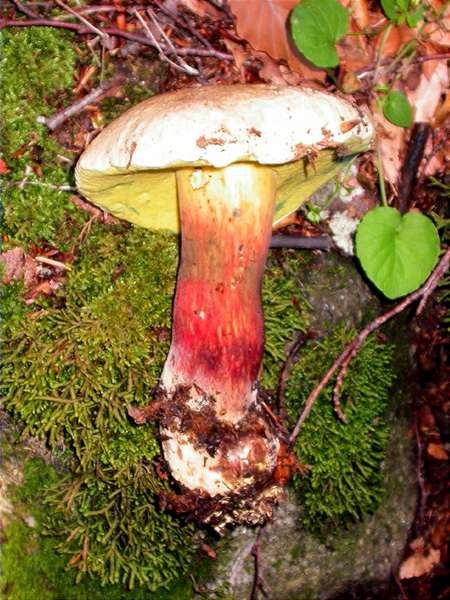 Boletus pulverulentus