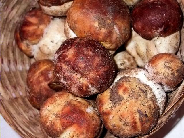 Cep (Boletus pinophilus)