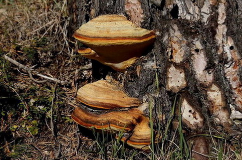 Bolet d'esca