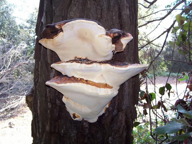 Bolet d'esca marginat (Fomitopsis Pinicola)