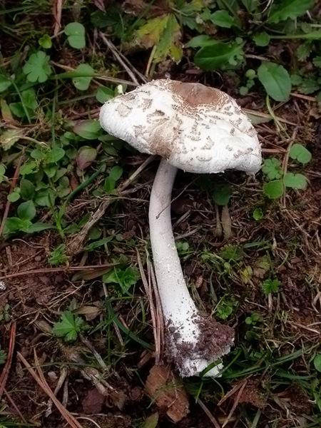 Macrolepiota konradii