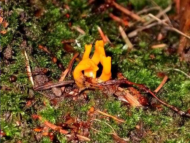 Calocera cornea