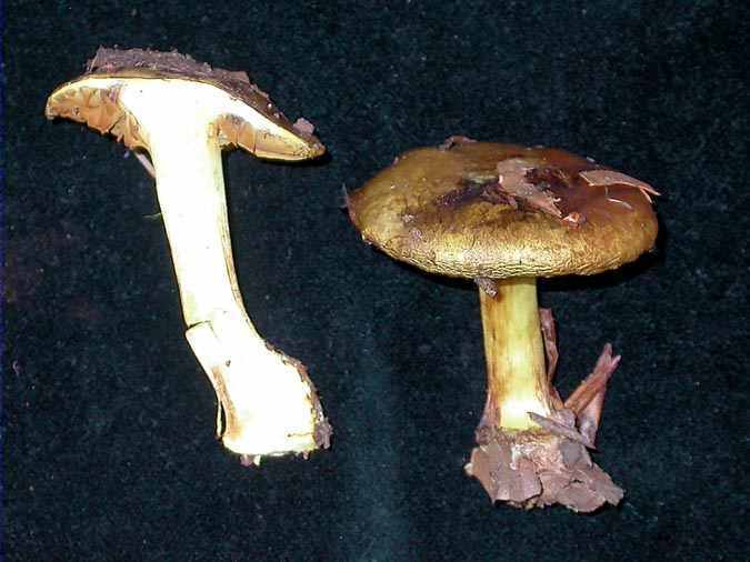 Cortinarius citrinus (J.E.Lange) R. Henry