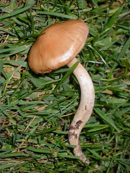 Cortinarius duracinus Fr.