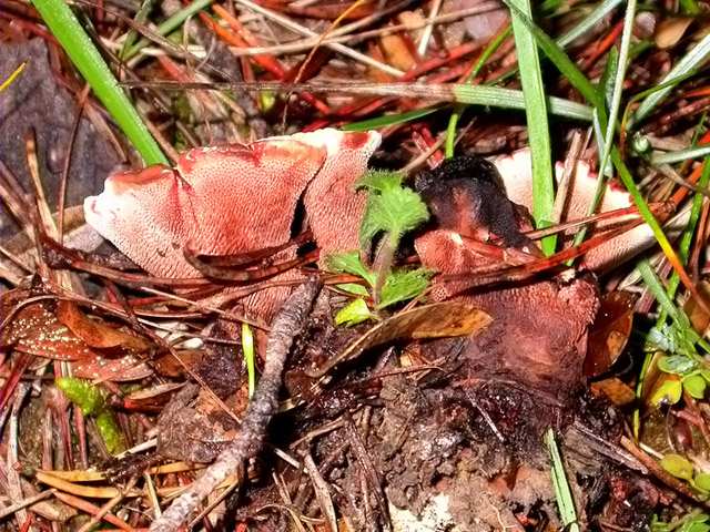 Calodon ferrugineum