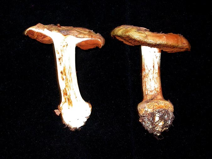 Cortinarius flavovirens R. Hry.