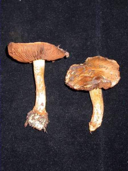 Cortinarius luhmannii Münzmay & Saar.