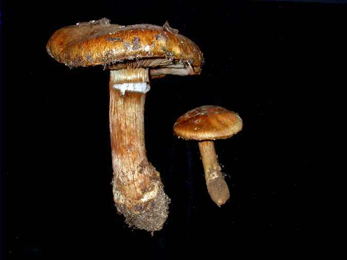 Cortinarius olidovolvatus Bon & Trescal