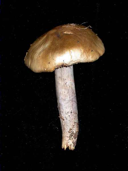 Cortinarius_mucifluoides R. Hry