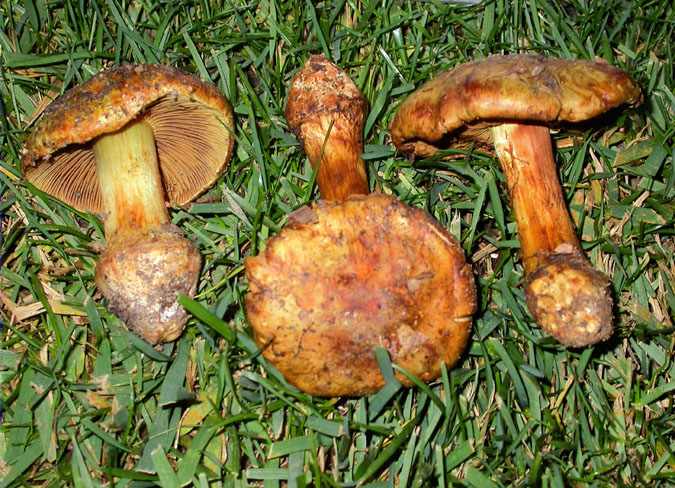 Cortinarius elegantior var. quercilicis Chevassut & R. Henry (= C. Quercilicis)