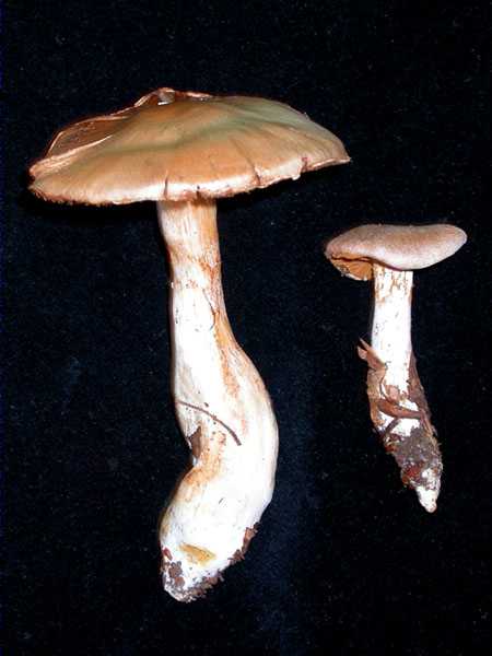 Cortinarius turgidus Fr.