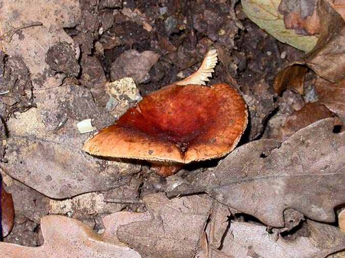 Lactarius curtus