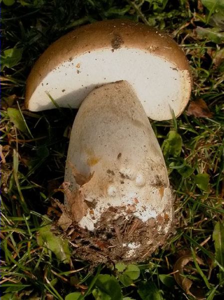 Cep (Boletus edulis)