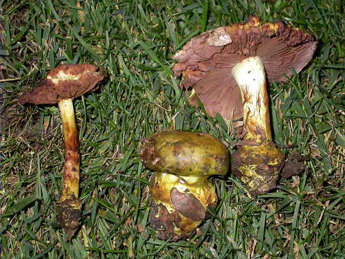 Verderol de mantellina, cortinari verd (Cortinarius ionochlorus Maire)