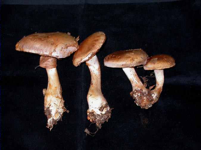 Cortinarius largus Fr.