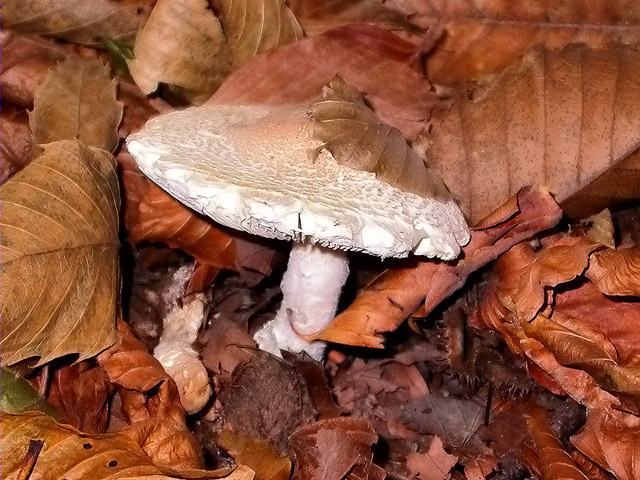 Lepiota clypeolaria