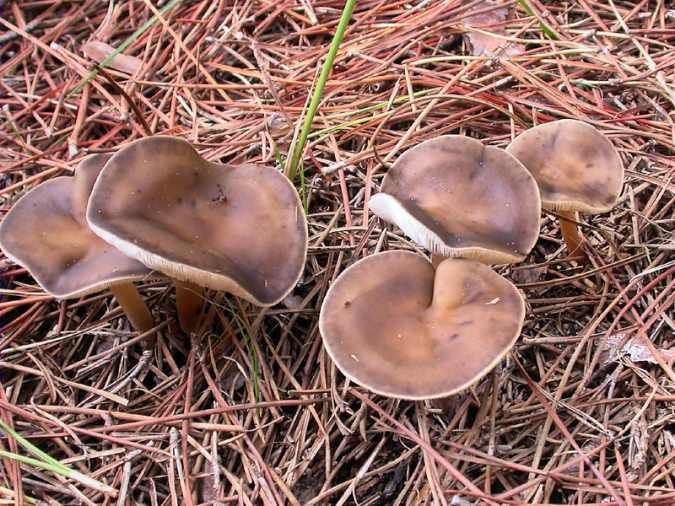 Melanoleuca cognata