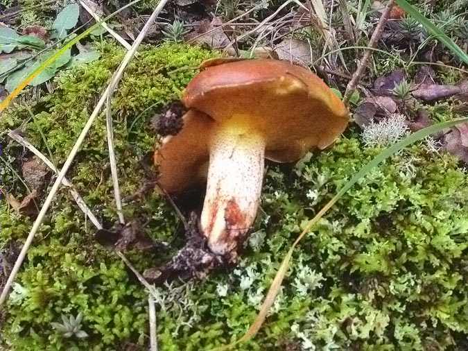 Molleric de peu rosa (Suillus collinitus)