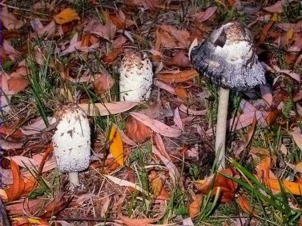 Bolet de tinta (Coprinus comatus)