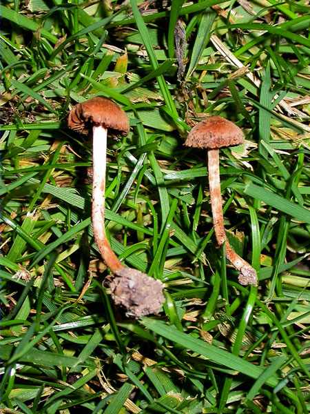 Cortinarius scobinaceus Malençon & Bertault